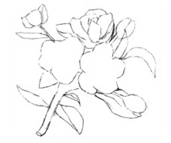 水粉海棠花轮廓