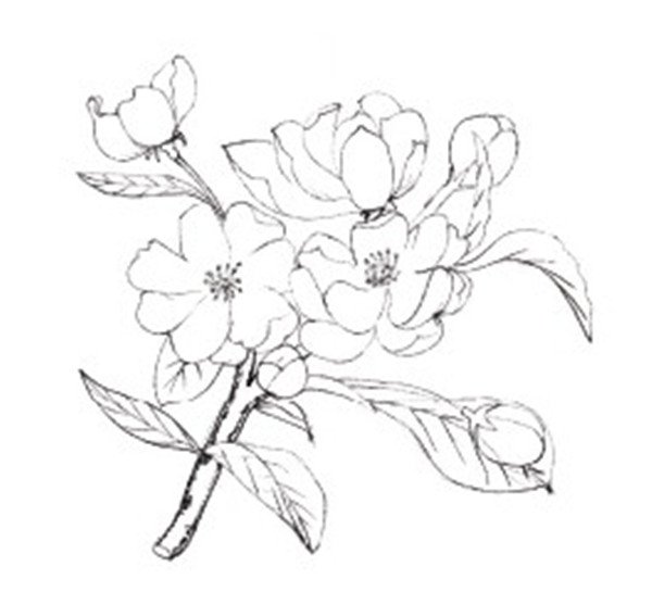 水粉海棠花线稿